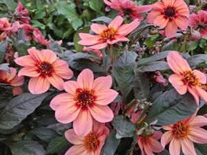 Lubega Dark Peach 